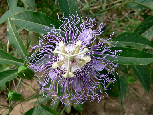 {Passiflora incarnata}